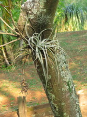 Tillandsia pohliana