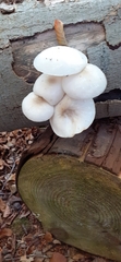 Fungi
