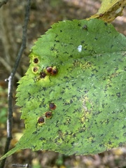 Didymomyia tiliacea
