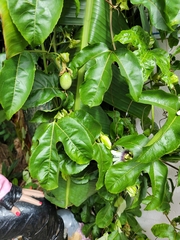 Passiflora edulis