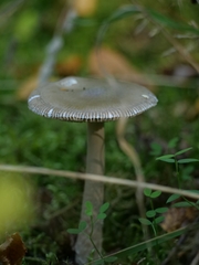 Amanita vaginata