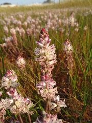 Lachenalia contaminata