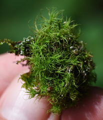 Bartramia pomiformis