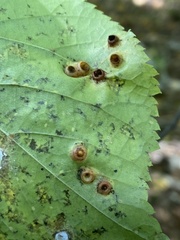 Didymomyia tiliacea