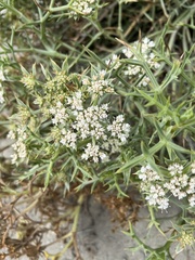 Echinophora spinosa