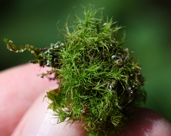 Bartramia pomiformis