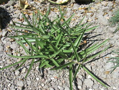 Asclepias asperula
