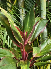 Cordyline fruticosa