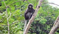 Indochinese Gray Langur photo 2