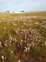 Lachenalia contaminata