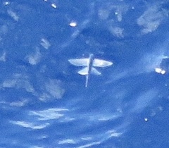 Cheilopogon