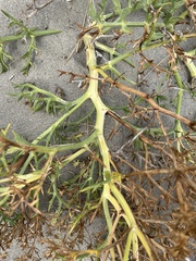 Echinophora spinosa