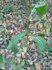 Centaurea phrygia pseudophrygia