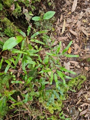 Lygodium articulatum