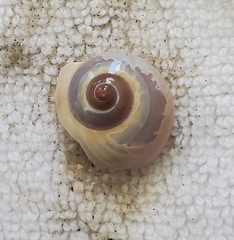 Neverita duplicata