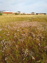 Lachenalia contaminata