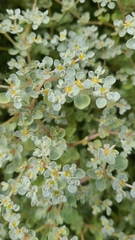 Tidestromia lanuginosa