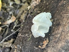 Tremella fuciformis