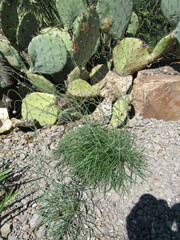 Thelesperma megapotamicum