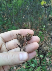 Centaurea phrygia pseudophrygia