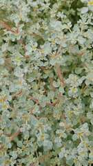 Tidestromia lanuginosa