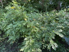 Wisteria floribunda