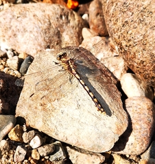 Ophiogomphus occidentis