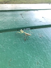 Miomantis caffra