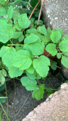 Aegopodium podagraria
