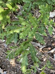 Wisteria floribunda