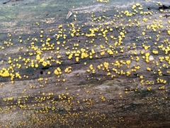 Calycina citrina