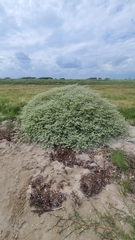 Tidestromia lanuginosa