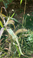 Setaria faberi