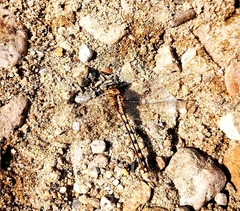 Ophiogomphus occidentis