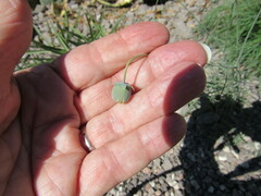 Thelesperma megapotamicum