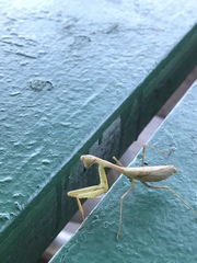 Miomantis caffra