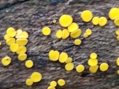 Calycina citrina