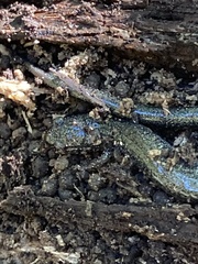 Caudata