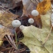 普通小菇 - Photo 由 Nadezhda Kiseleva 所上傳的 (c) Nadezhda Kiseleva，保留部份權利CC BY