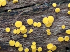 Calycina citrina