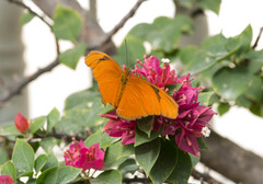 Dryas iulia