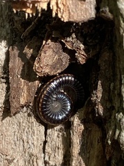 Ommatoiulus sabulosus