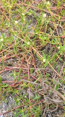 Blutaparon vermiculare