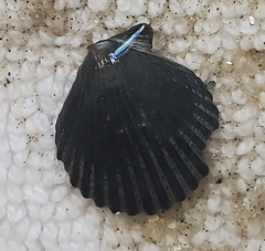 Argopecten irradians
