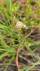Blutaparon vermiculare
