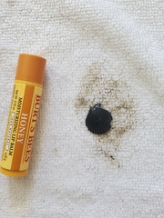 Argopecten irradians