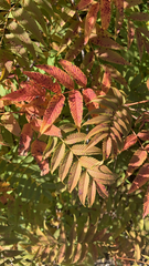 Sorbaria sorbifolia
