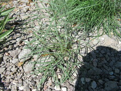 Thelesperma megapotamicum