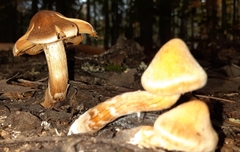 Cortinarius distans