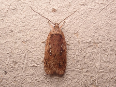 Agonopterix heracliana